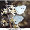 celastrina argiolus male4